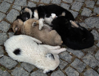 Snoozing puppies_Pergamon
