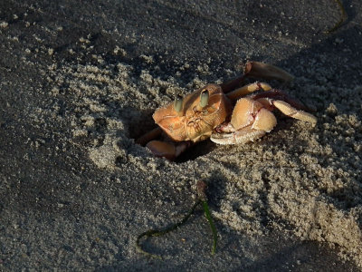 Ghost crab 