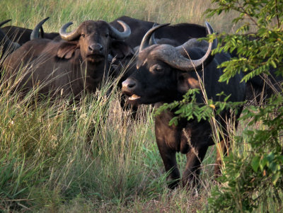 Cape Buffalo_ Female and Male