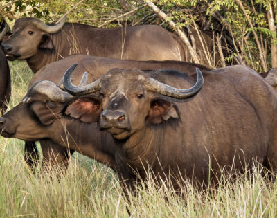 Cape Buffalo