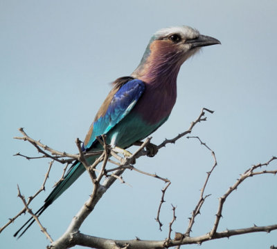 Lilac Breasted Roller