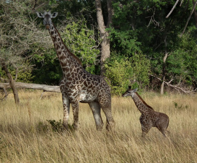  Adult and Juvenile Masai Giraffe
