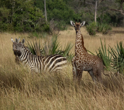 Double Zebra and juvenile Giraffe