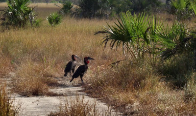 Southern Ground Hornbills