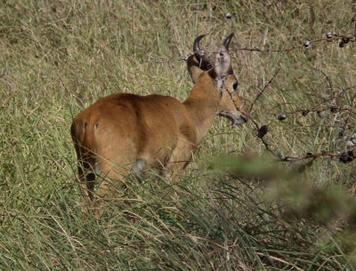 Reedbuck