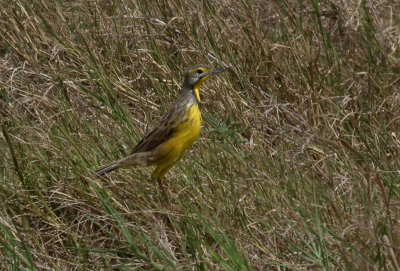 Yellow Breasted Longclaw 