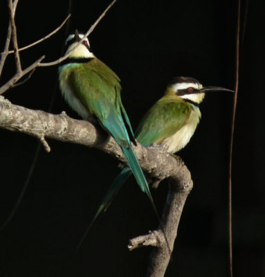  White Throated bee Eater