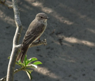 Spotted Flycatcher