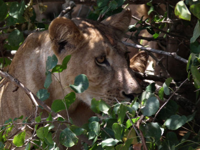 Lions peering out of bushes 