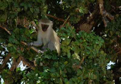Black Faced Vervet monkey