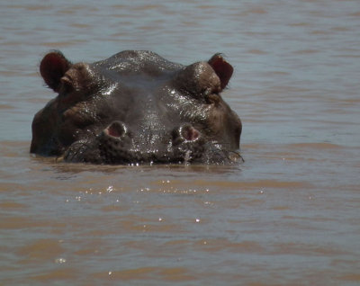 Hippo head_Wami River