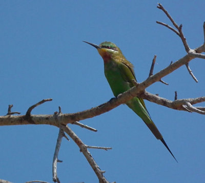 Madagascan (Olive) Bee Eater 