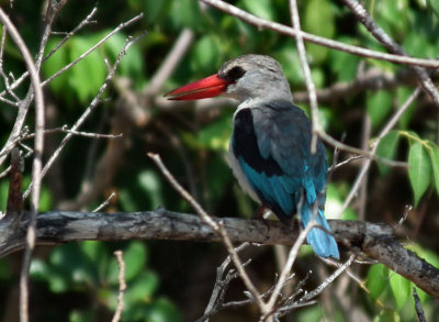 Mangrove Kingfisher  Wami River 