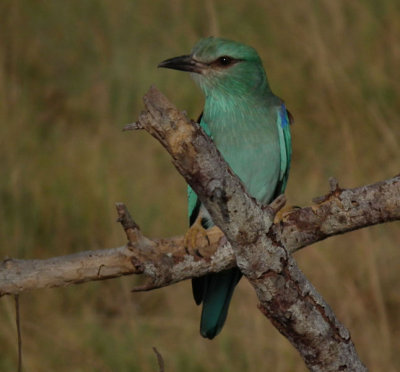  Eurasian Roller 