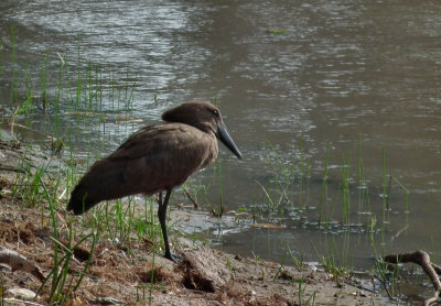 Hammerkop