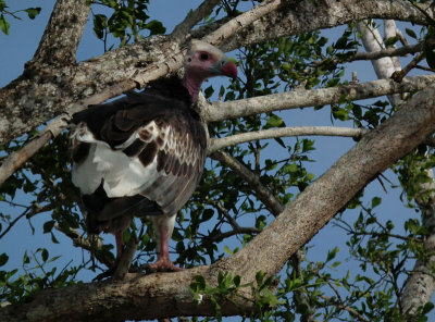 White Headed Vulture