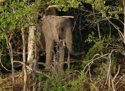 Elephant