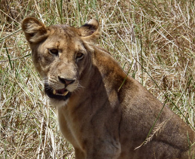 Juvenile lion
