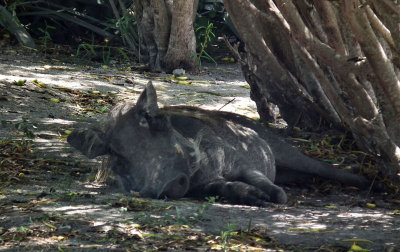  Warthog relaxing in safety in the Muslim village of Sadaani_safe from lions and people