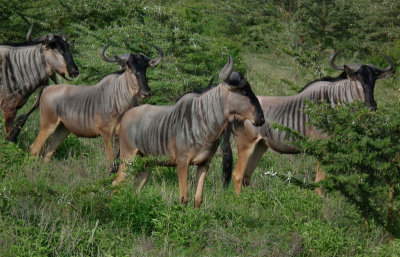 Nyasa Wildebeest 