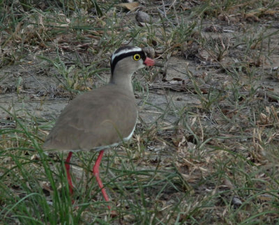 Crowned Plover