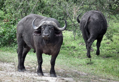 Male Cape Buffalo