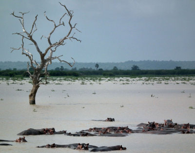 Dead Ebony forest and Hippos_Lake Nzerakera or Siwandu