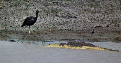 Open Billed Stork, Crocodile and _plovery thing