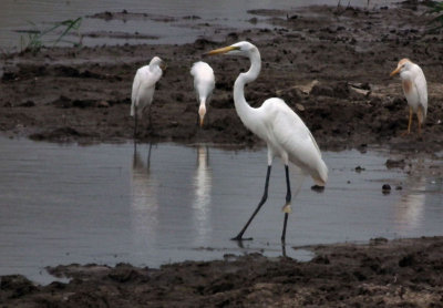 Great White Egret and Cattle Egrets_Lake Nzerakera or Siwandu