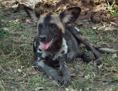 Cape Hunting Dog with teeth and tongue