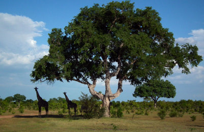 Giraffes and Trees