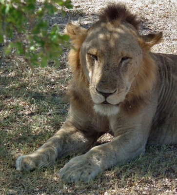  Dozing male Lion 