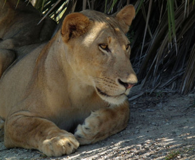  Resting juvenile lion 