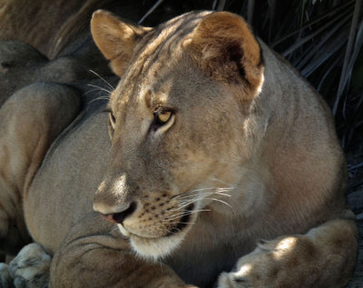 Juvenile lion resting