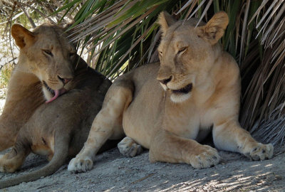Juvenile lion and lioness