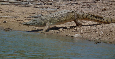 Croc reaching safety in Lake Tagalala