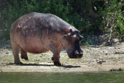 Badly mangled Hippo returning to Lake Tagalala