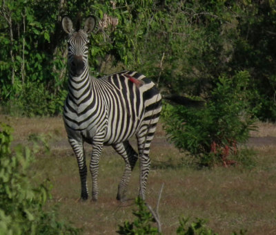 Injured Burchells Zebra