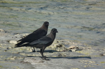 House Crows on beach