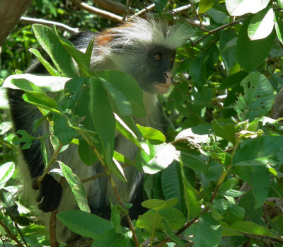 Red Colobus Jozani Forest