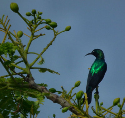  Male Sunbird unidentified, Nungwi