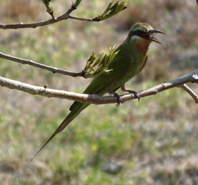 Olive Bee Eater Nungwi