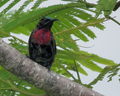 Over sharpened Scarlet Chested sunbird Nungwi