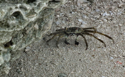 Rock crab, Nungwi