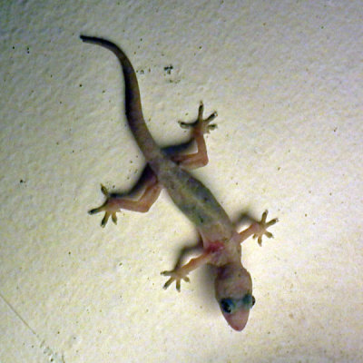  Gecko Nungwi
