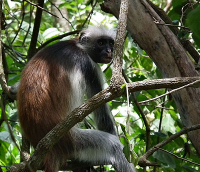 Red Colobus Jozani