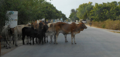 Zebu cattle blocking main road Nungwi