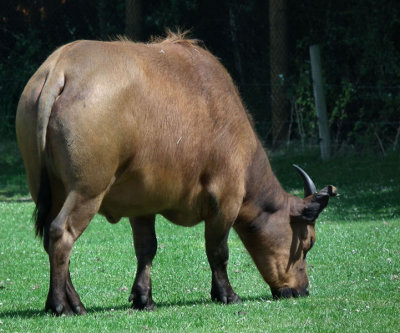 Congo Buffalo 