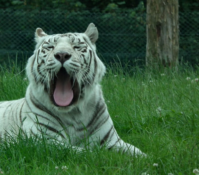 White Bengal Tiger  yawning