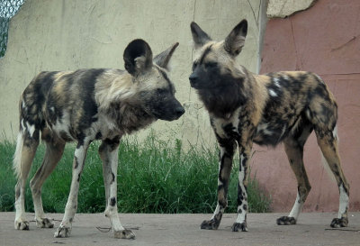African hunting dogs 